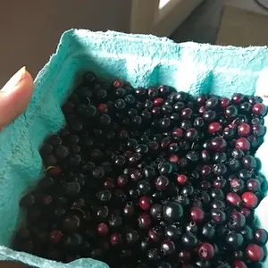 Foraged blueberries