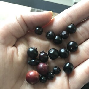 Wild blueberries size variation