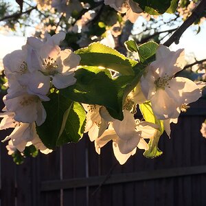 Apple blossoms in the sun