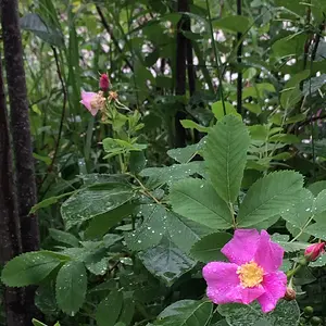 Alberta prickly rose