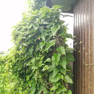 Nasty jongular vine infestation.