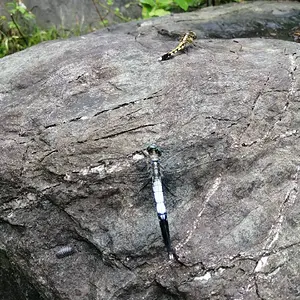 The year of the dragonfly (and pill-bugs)