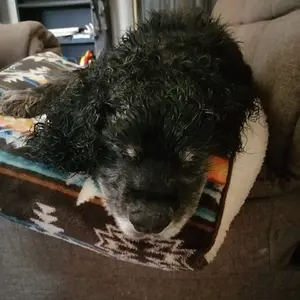 Daddy was mean to me and trimmed and bathed me.