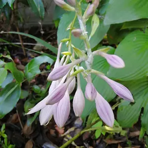 My hostas are blooming for the first time!