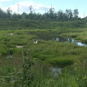 Grass wetlands