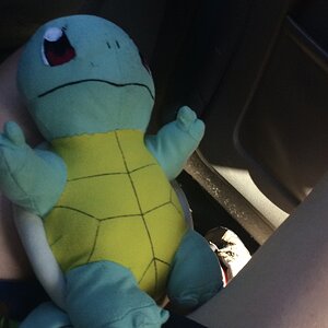 Squirtle is chilling out