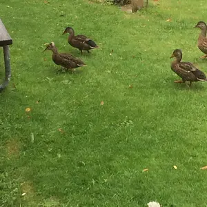 Ducks