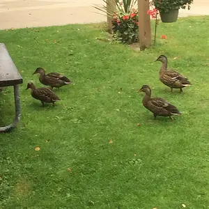 Ducks