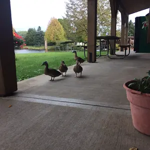 Ducks