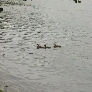 Ducks