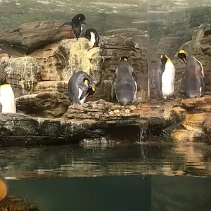 King Penguins