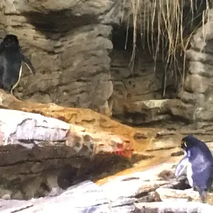 Rockhopper penguins