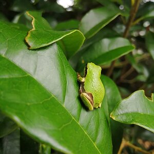 Stubborn Japanese tree frog.