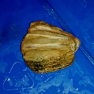 Odd Rock From My Bucket