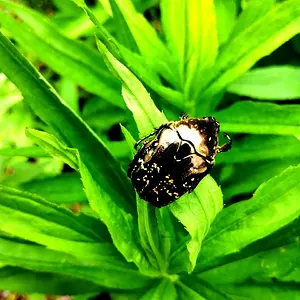 Asian mango flower beetle