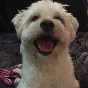 FinnHappy