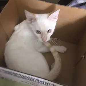 BoxKitty