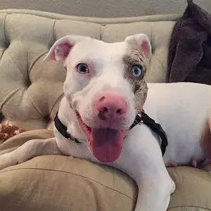 EllieSmile