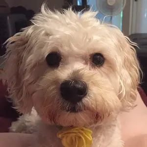 FinnFlower