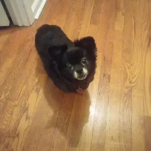 Lilly again