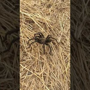California Tarantula
