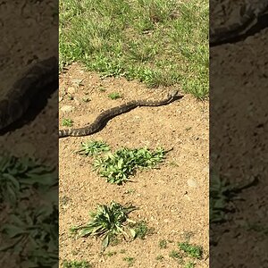 Western Diamondback Rattlesnake on trail. Anderson Lake Park. - YouTube