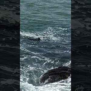 Otter munching on urchins at Moss Landing