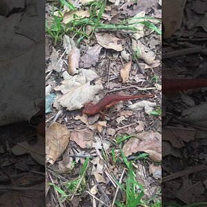 Red Salamander