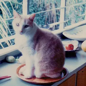 PETS (60)