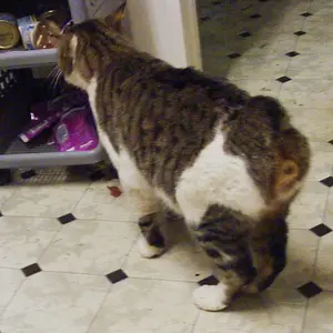 Manx Visitor