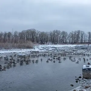 Me And the Ducks