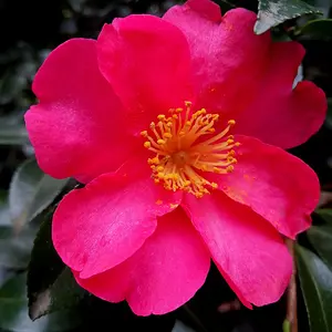 Red cammelia in full bloom.