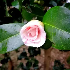 Pink and White cammelia, just beginning to flower.