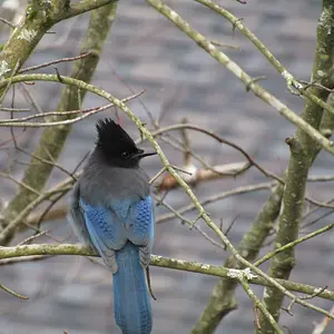 Stellars Jay