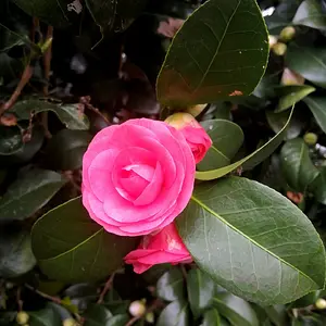 Cammelia flower.