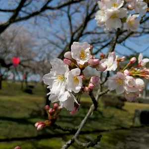 Flowering cherries popped out overnight!