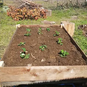 Planted 5 different varieties of strawberries.