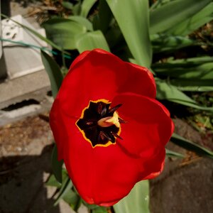 Tulip in the backyard.
