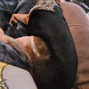 Molly Would Rather Lay on Her Pibling Than a Dog Bed