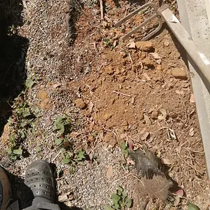 What the native soil looks like.