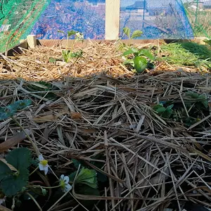 Went to the river and got some straw for my strawberry bed.