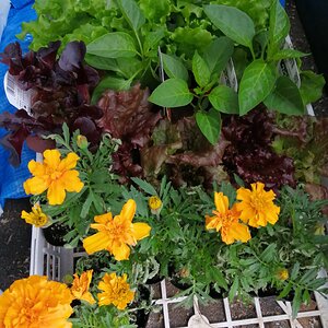 Marigolds, bell peppers, and lettuce companion plants.