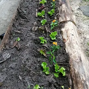 Say hello to my little friends!