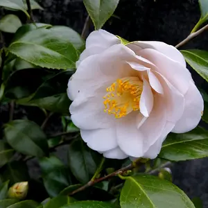 Second cammelia flower I've seen on my son's tree!