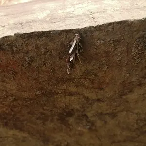 Nasty evergreen bagworm...