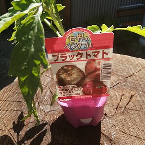 Japanese Black Trifele tomato
