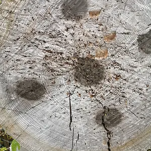 One good hit and the new throwing axe nearly split my target in two.