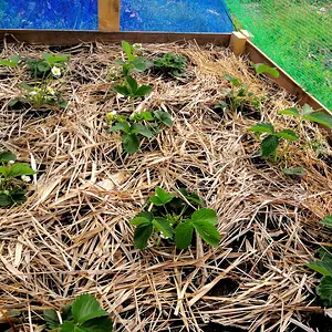 Strawberries doing well.