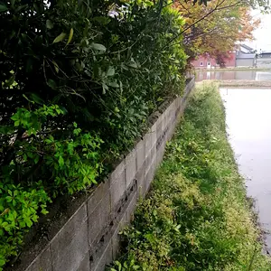Had to cut the trees on the back wall of my property.
