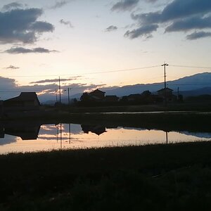 Mountain sunrise, with pheasant and crows.